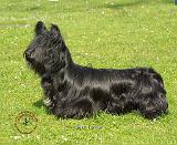 Skye Terrier 8P099D-13